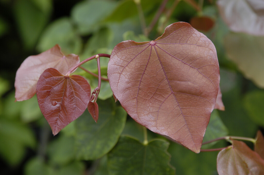 <i>Cercis</i> <i>racemosa</i>