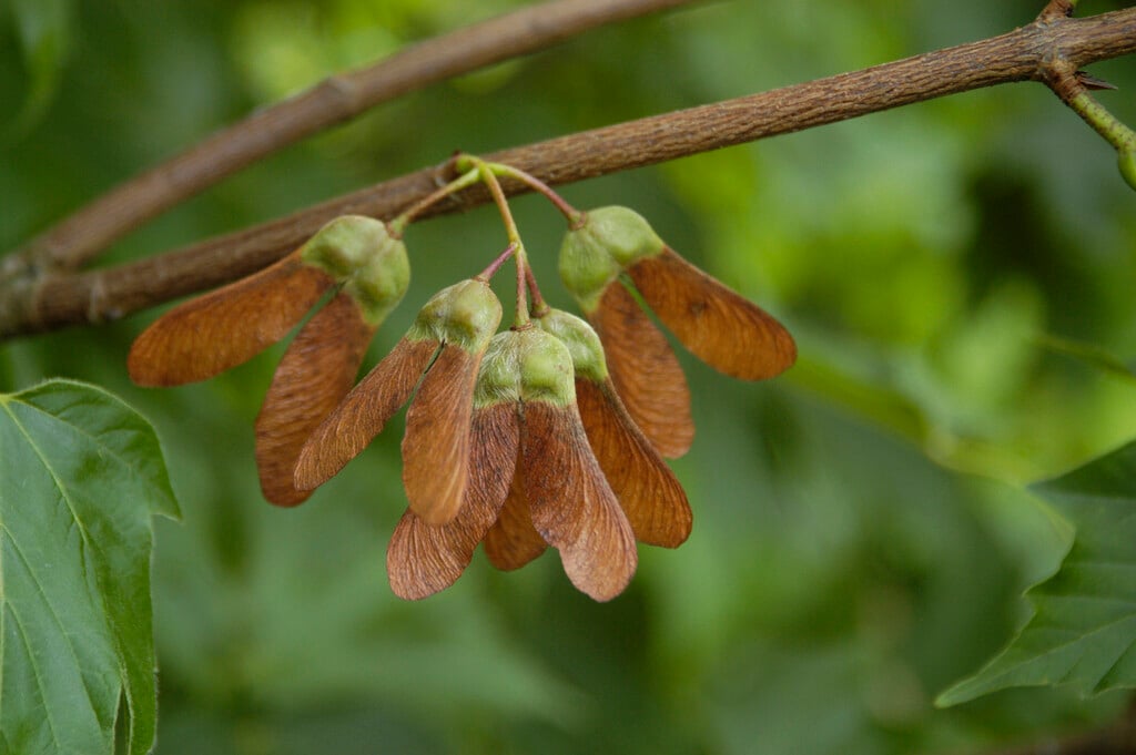 horned maple