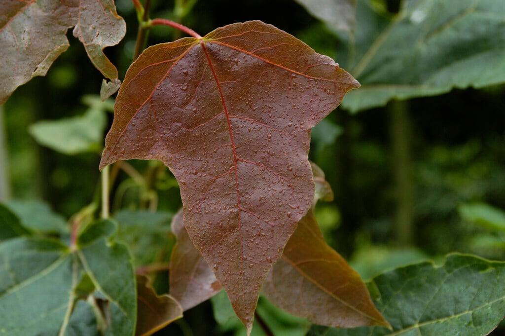 Norway maple 'Stollii'