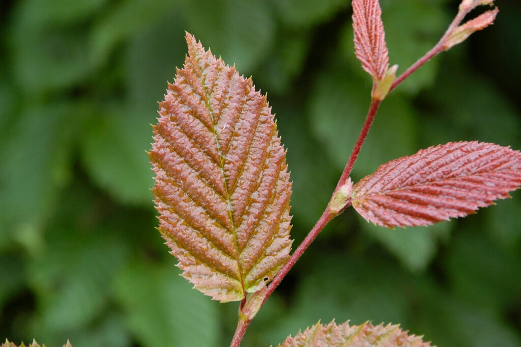 hornbeam 'Purpurea'