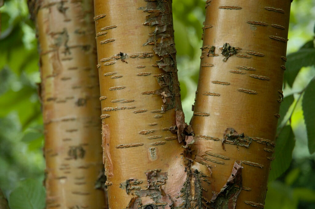 Manchurian cherry