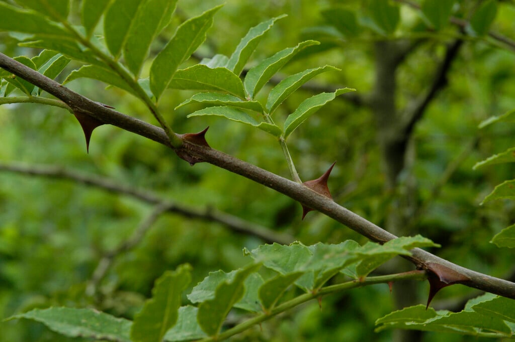 toothache tree