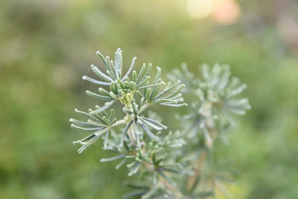 <i>Choisya</i> <i>palmeri</i>