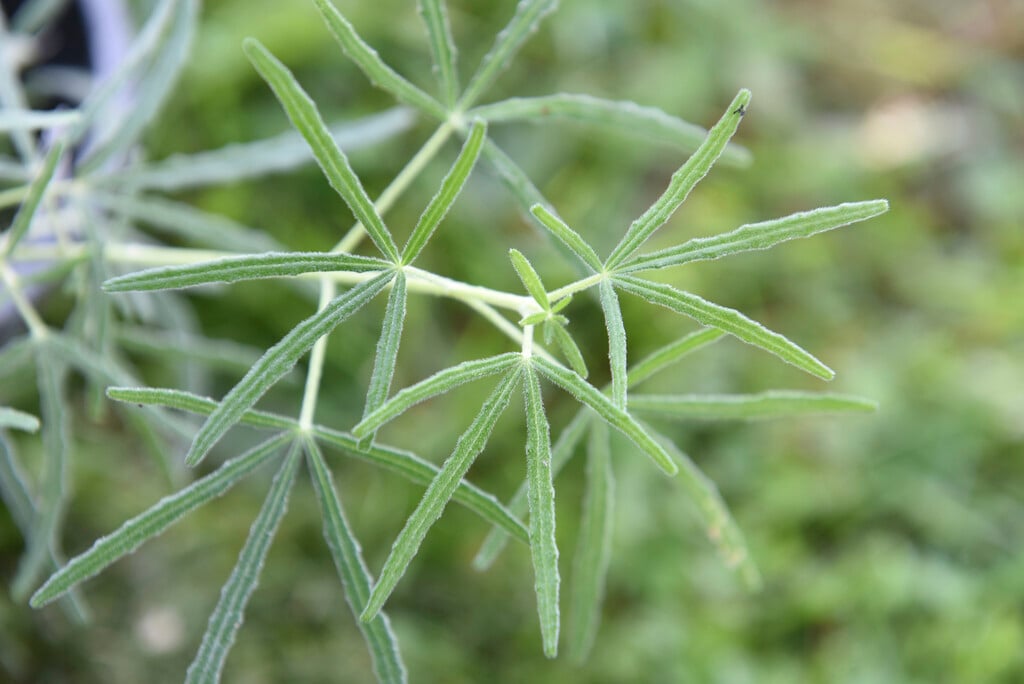 <i>Choisya</i> <i>dumosa</i>