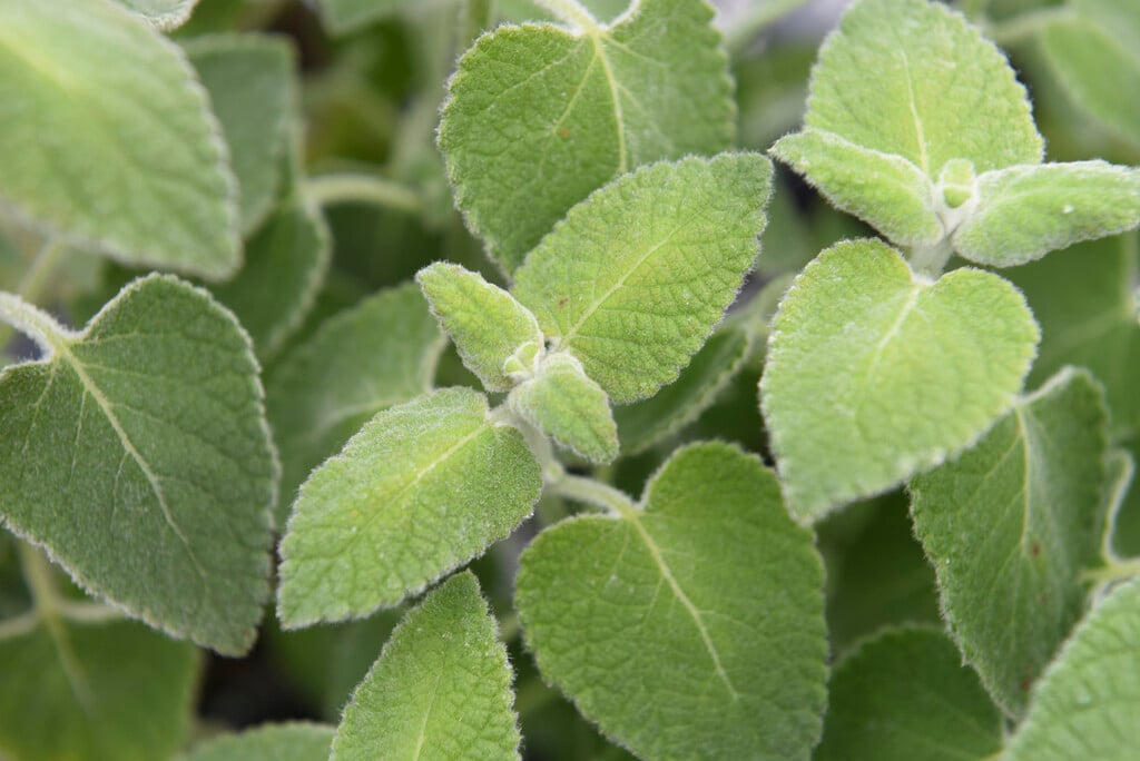 <i>Salvia</i> <i>leucocephala</i>