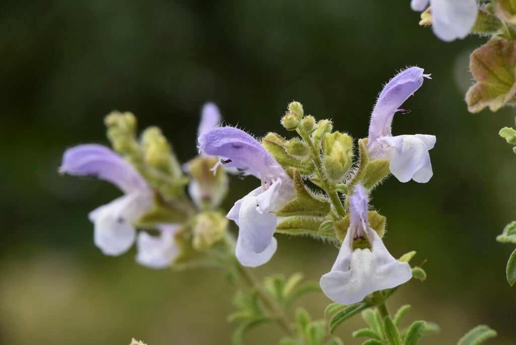 <i>Salvia</i> <i>africana</i>