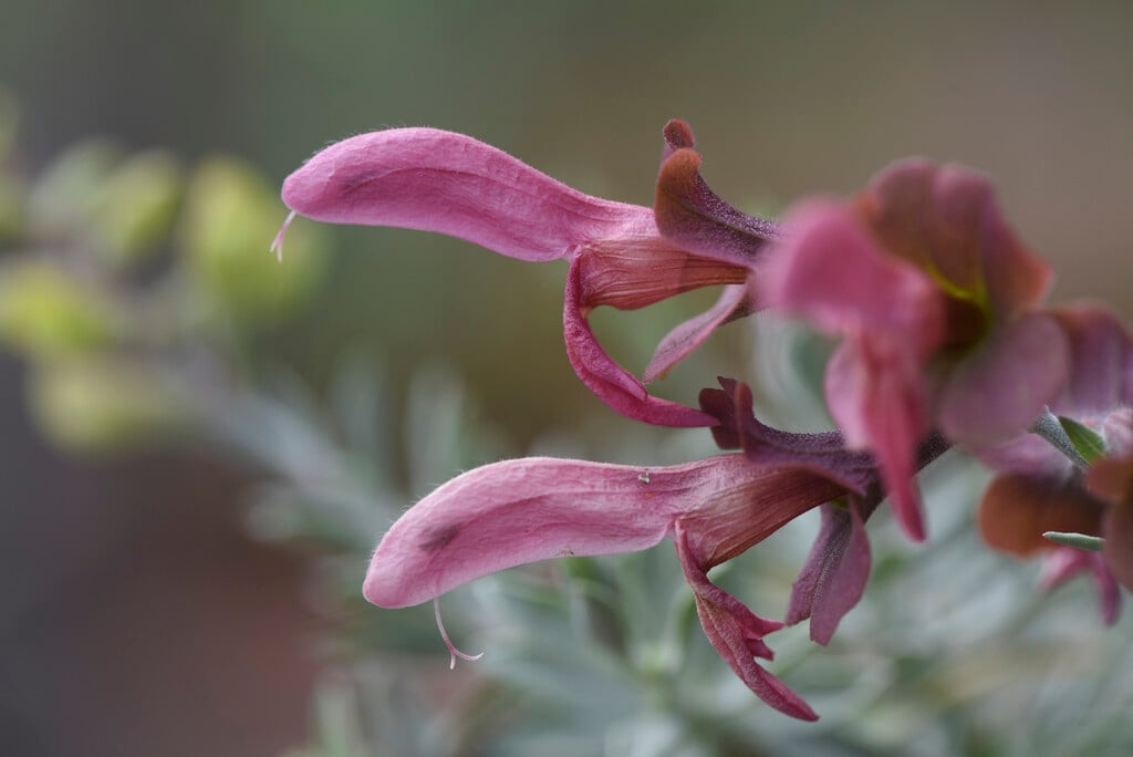 <i>Salvia</i> <i>lanceolata</i>