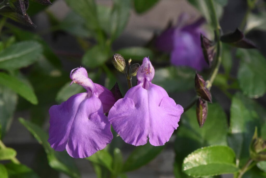 <i>Salvia</i> 'Cavaliero Celeste'