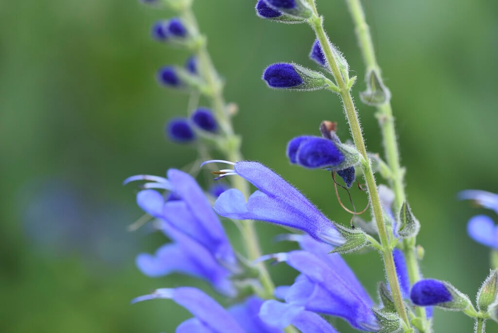<i>Salvia</i> 'Amena'