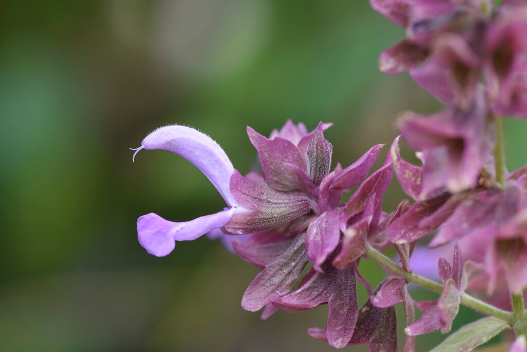 paper sage
