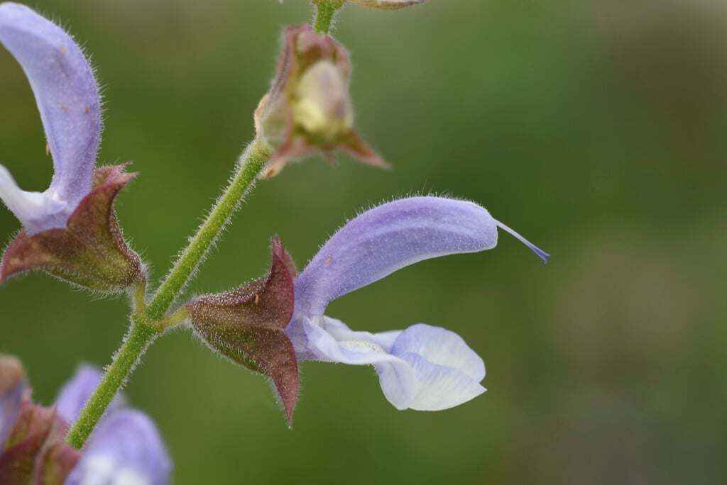 <i>Salvia</i> <i>chamelaeagnea</i>
