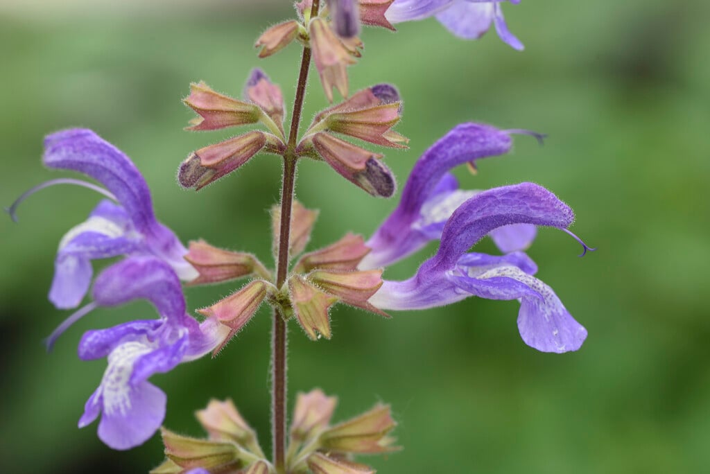 Cashmere sage