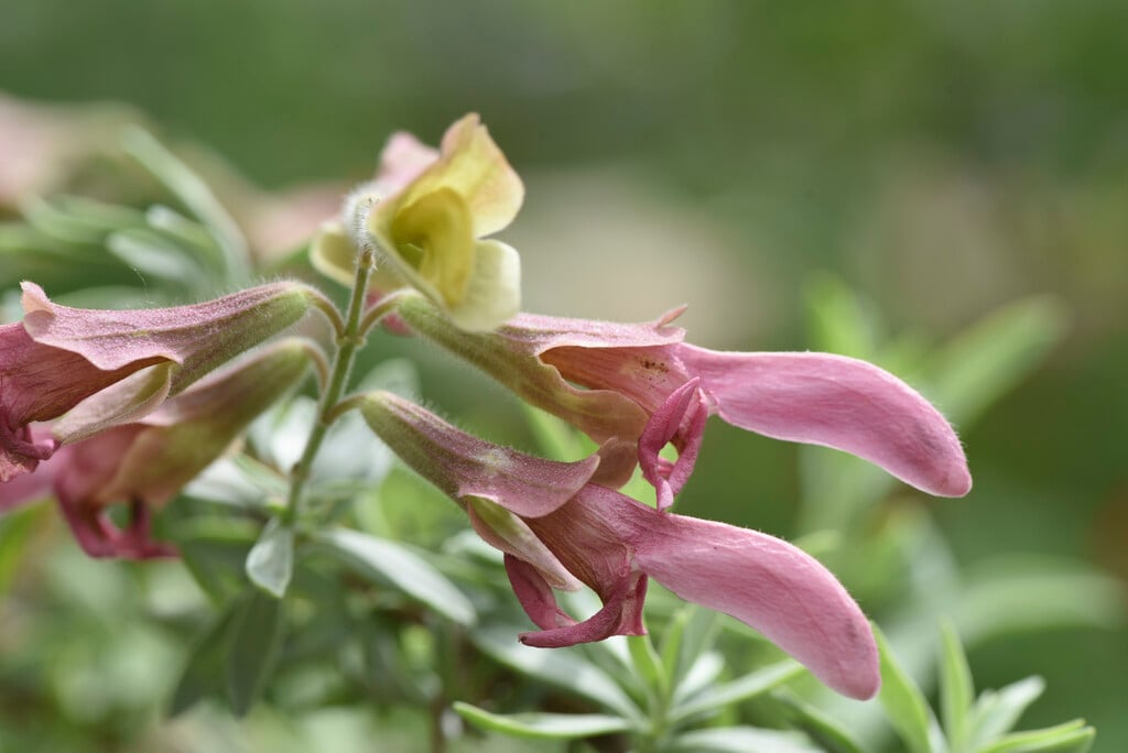 <i>Salvia</i> <i>lanceolata</i>