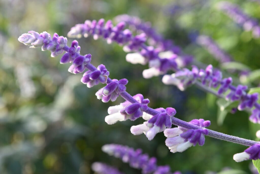 Mexican bush sage 'Midnight'