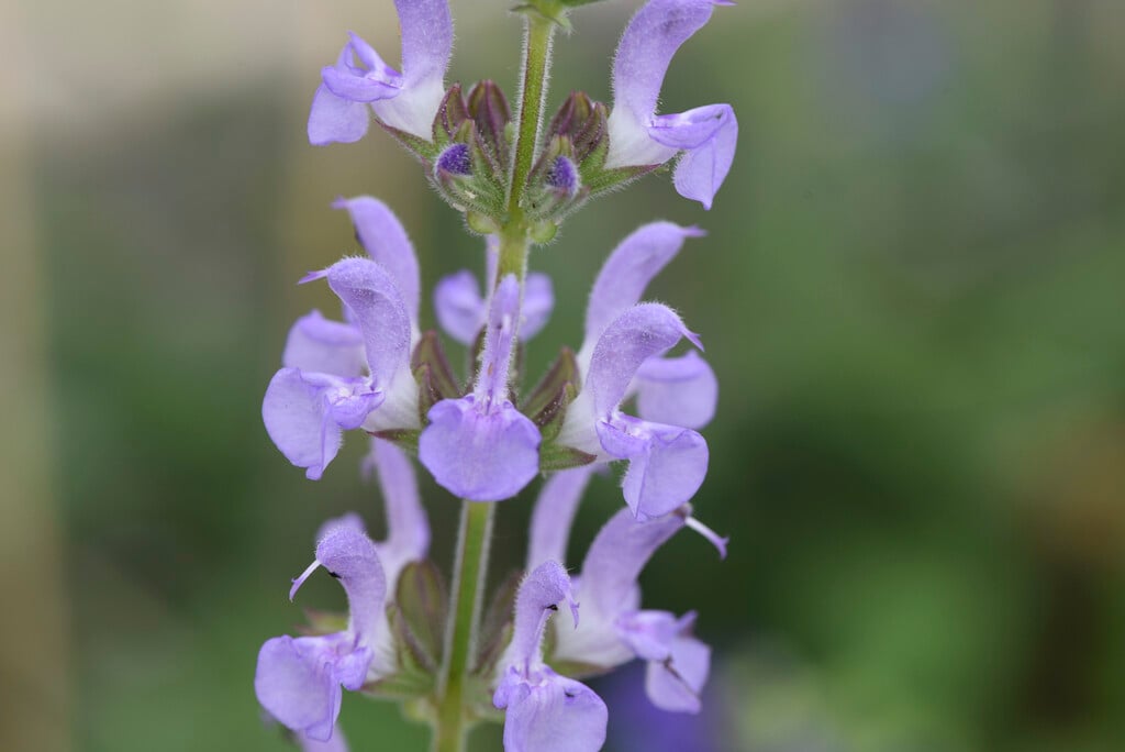 clary 'Lapis Lazuli'
