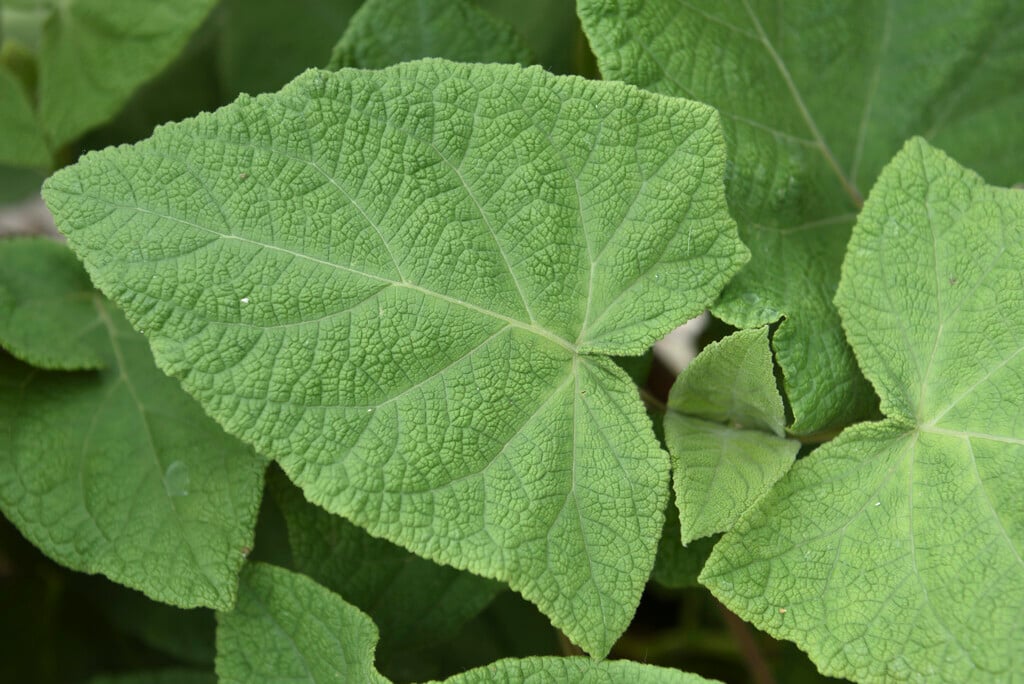 <i>Salvia</i> <i>africana</i>