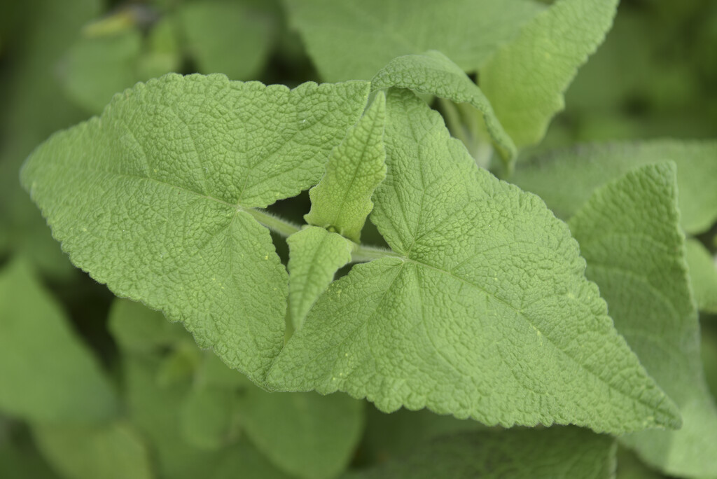 <i>Salvia</i> 'Amena'