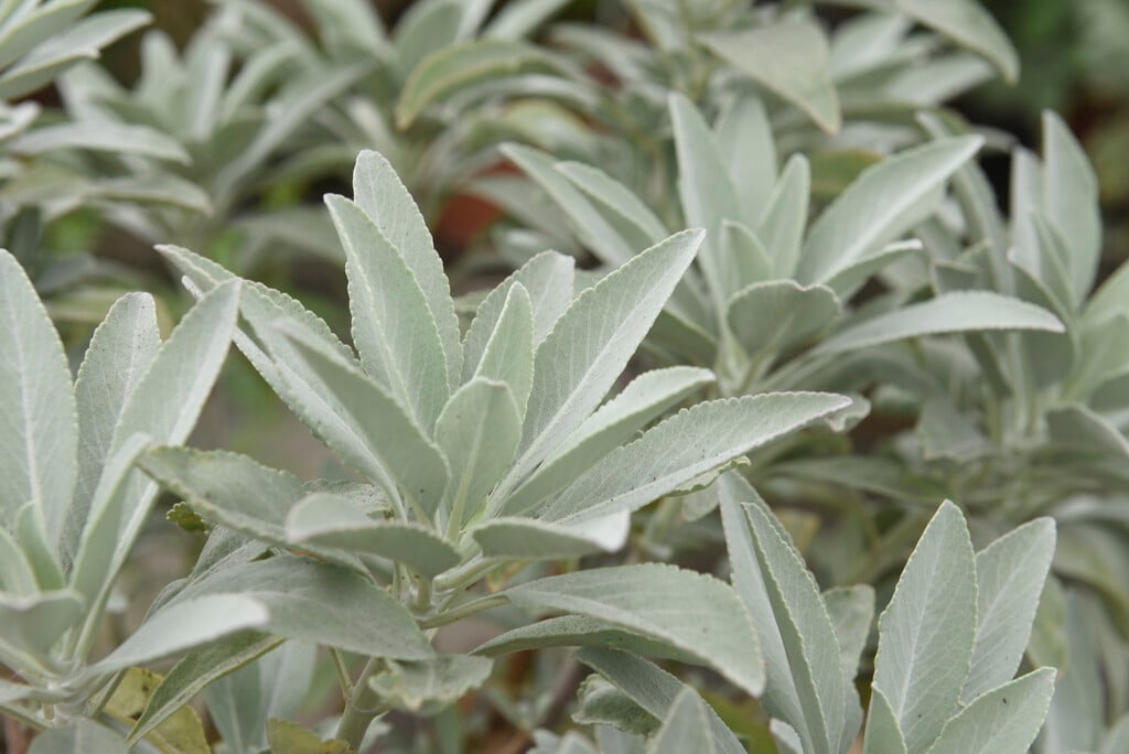 bee sage