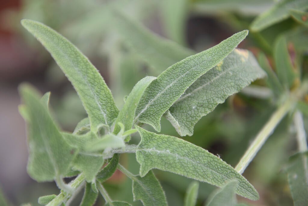 paper sage