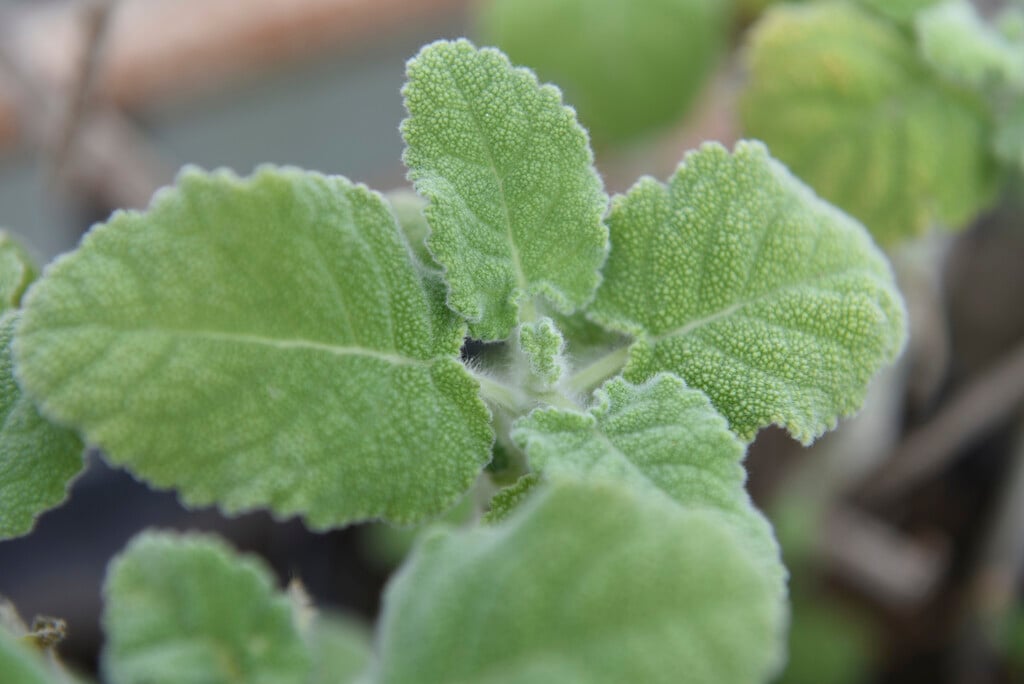<i>Salvia</i> <i>desoleana</i>