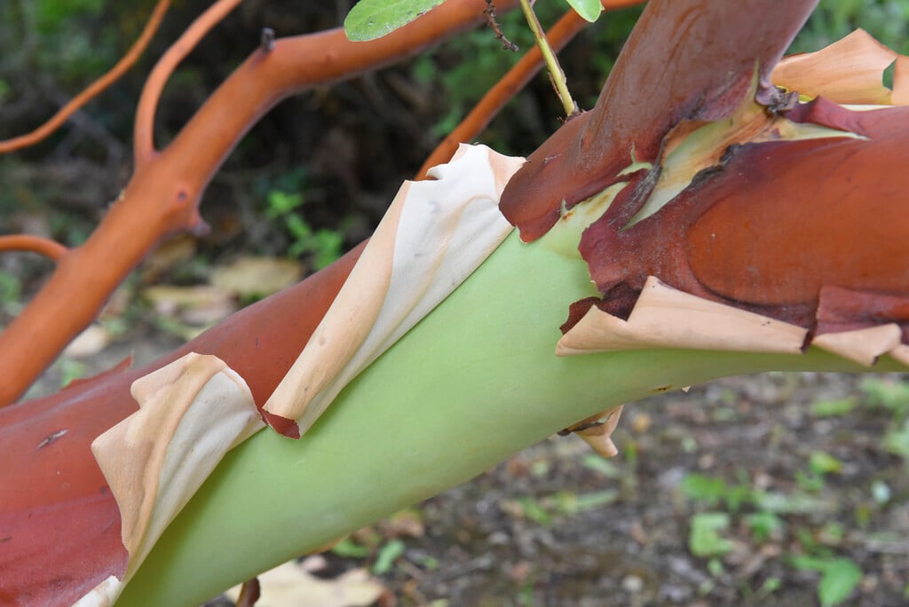 <i>Arbutus</i> × <i>thuretiana</i>