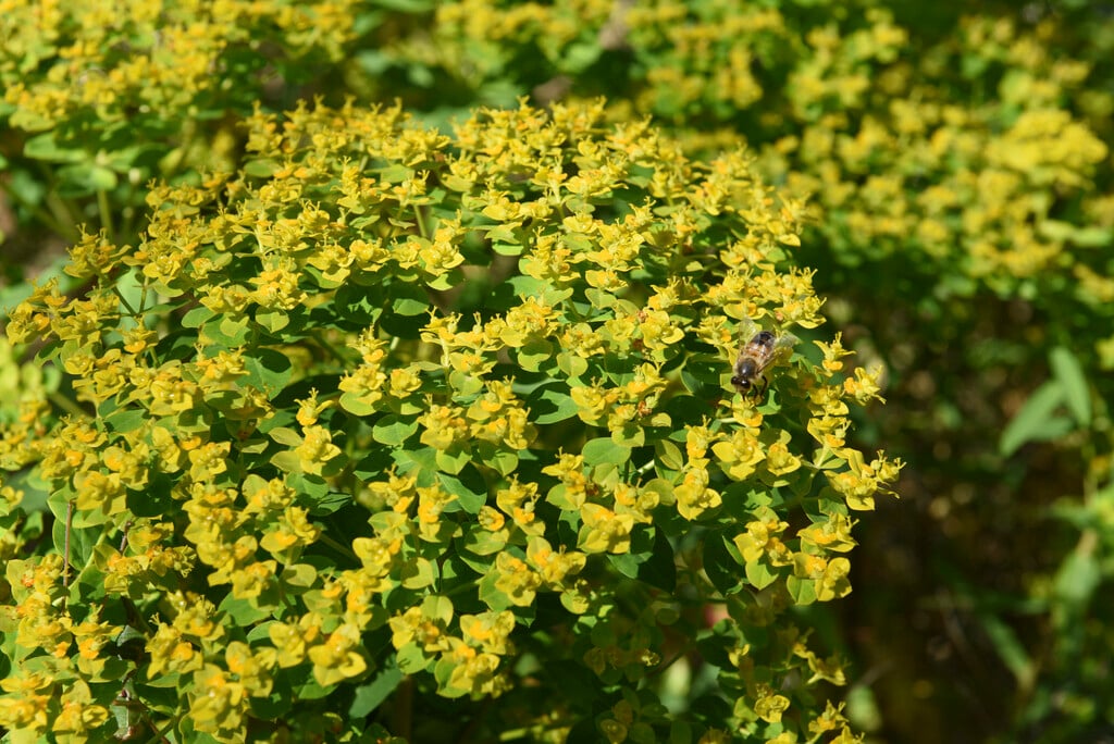 coral spurge