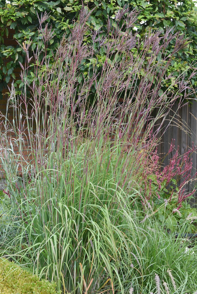 <i>Andropogon</i> <i>hallii</i> 'JS Purple Konza'
