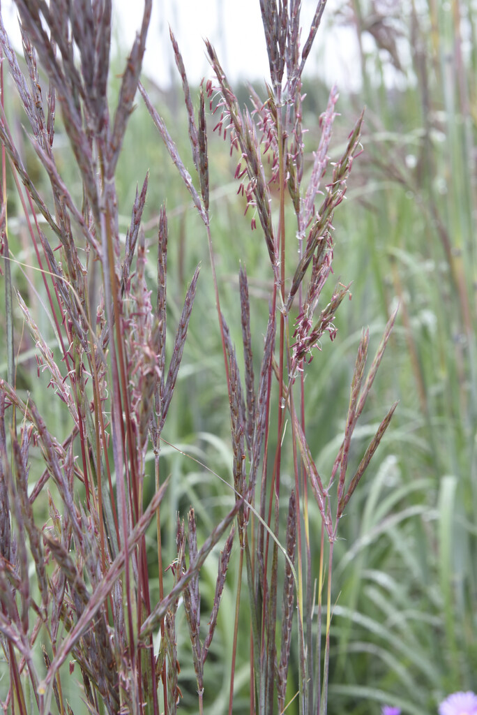 <i>Andropogon</i> <i>hallii</i> 'JS Purple Konza'