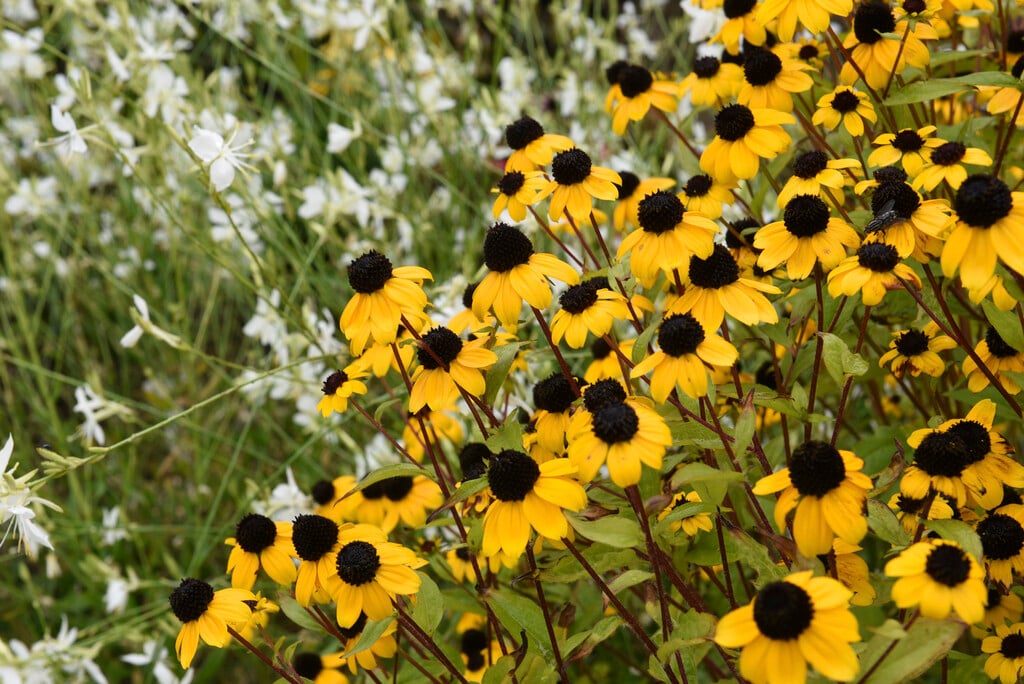 <em>Rudbeckia</em> <em>triloba</em> 'Blackjack Gold'