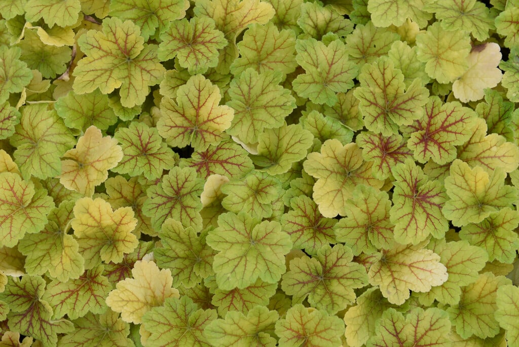 alum root 'Electra'