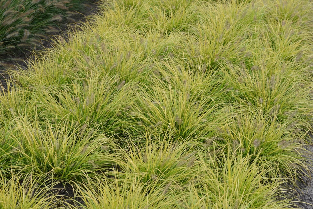 Chinese fountain grass 'JS Jommenik'