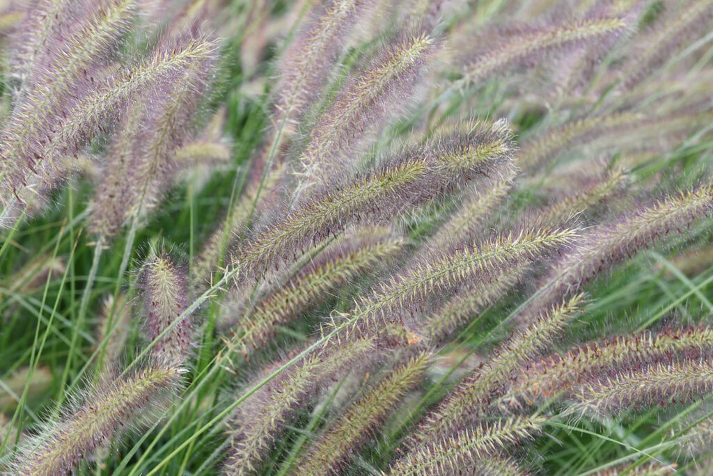 Chinese fountain grass 'Reborn'