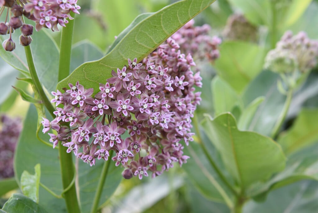 common milkweed