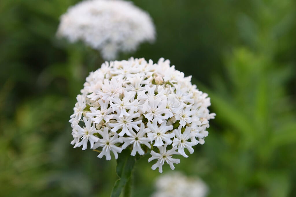 <i>Silene</i> <i>chalcedonica</i> 'Alba'