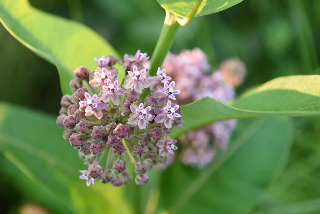 common milkweed
