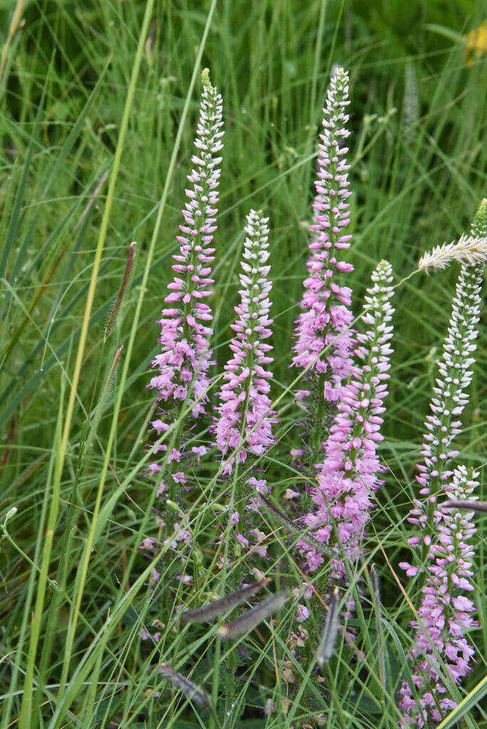 Veronica Longifolia Pink Eveline Pbr Garden Speedwell Pink Eveline Herbaceous Perennial Rhs