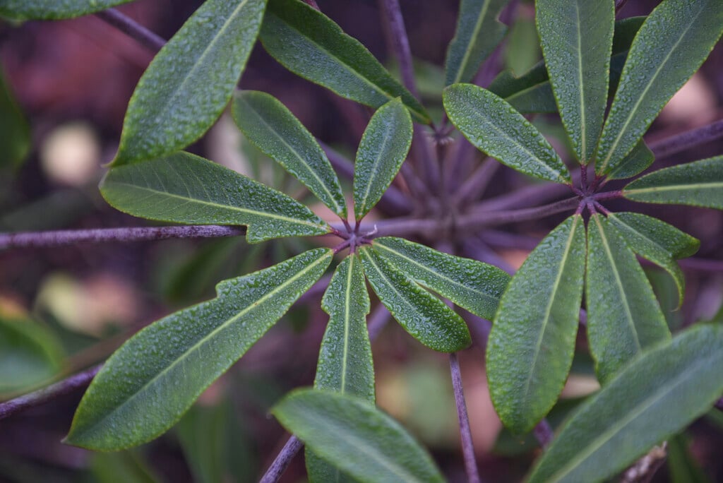 rhododendron-leaved schefflera