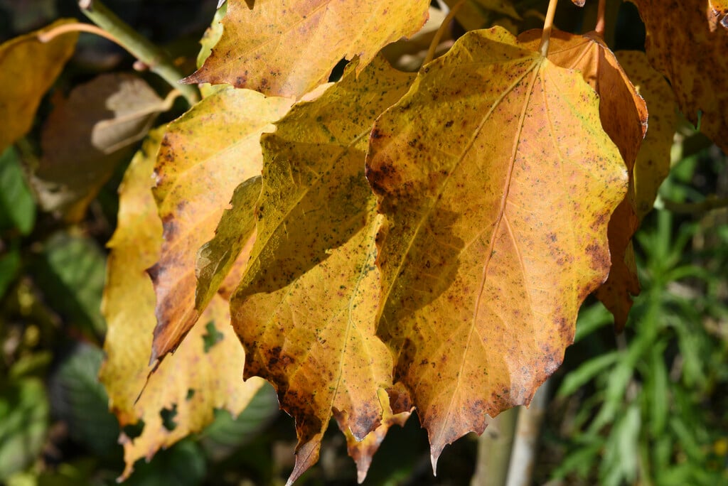 <em>Tilia</em> <em>endochrysea</em>