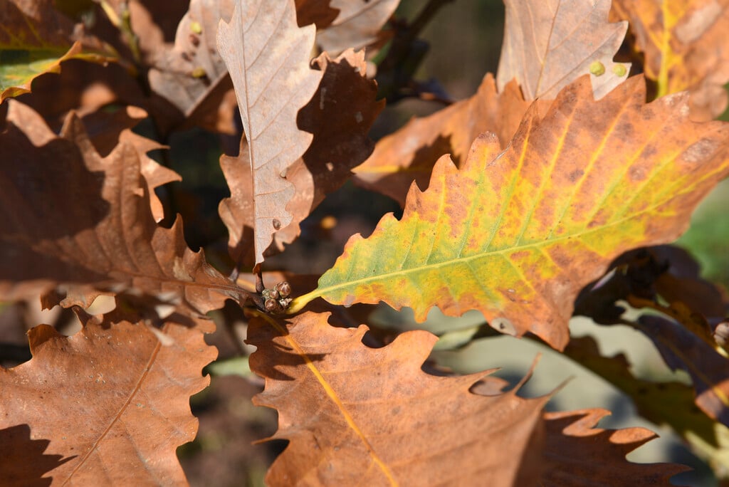 oak Pondaim group