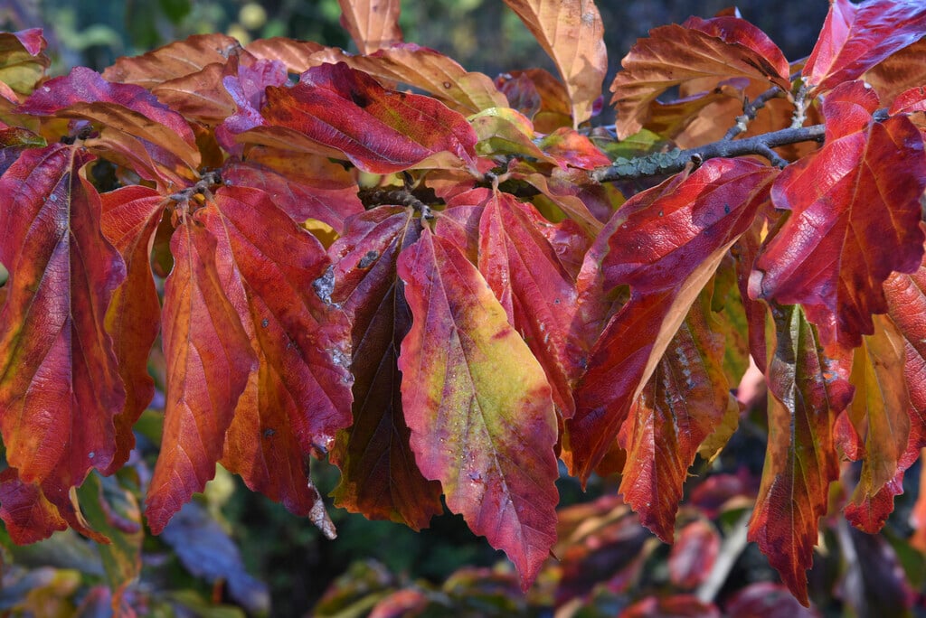 Persian ironwood 'Bella'