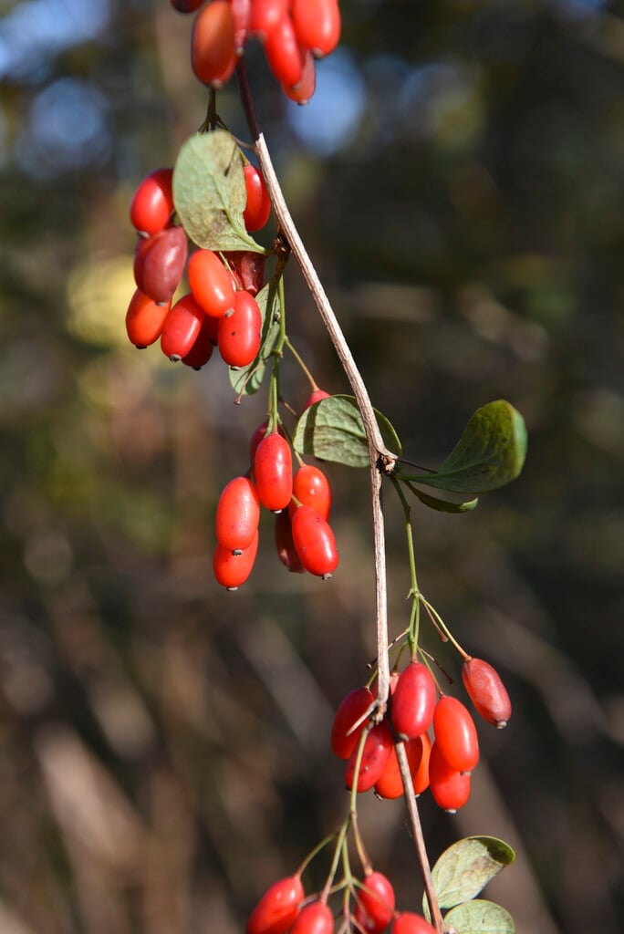 James's barberry