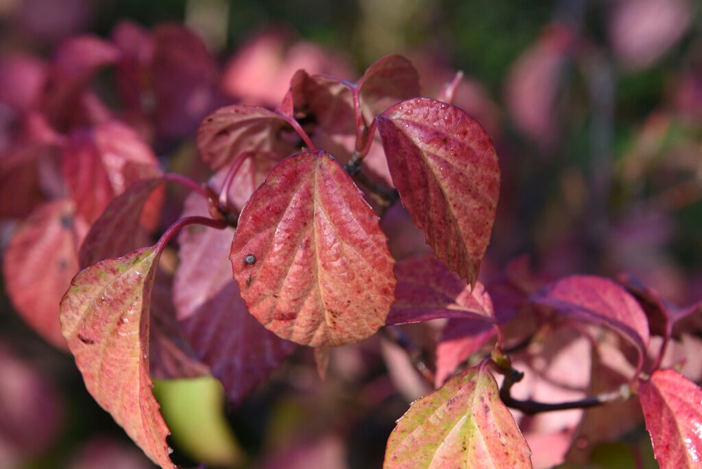 viburnum 'Huron'