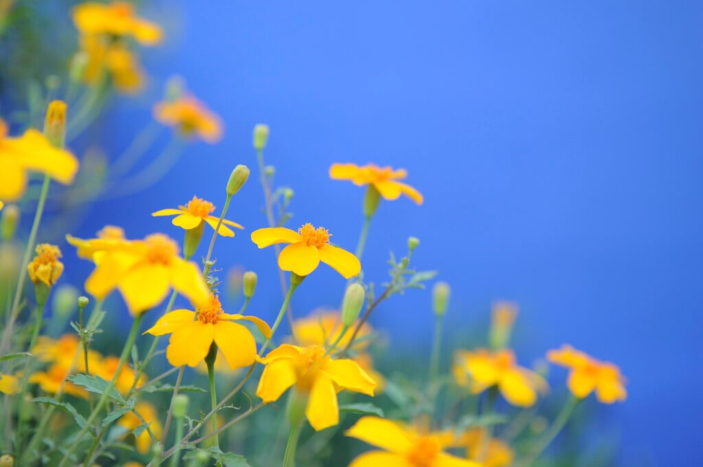 southern marigold