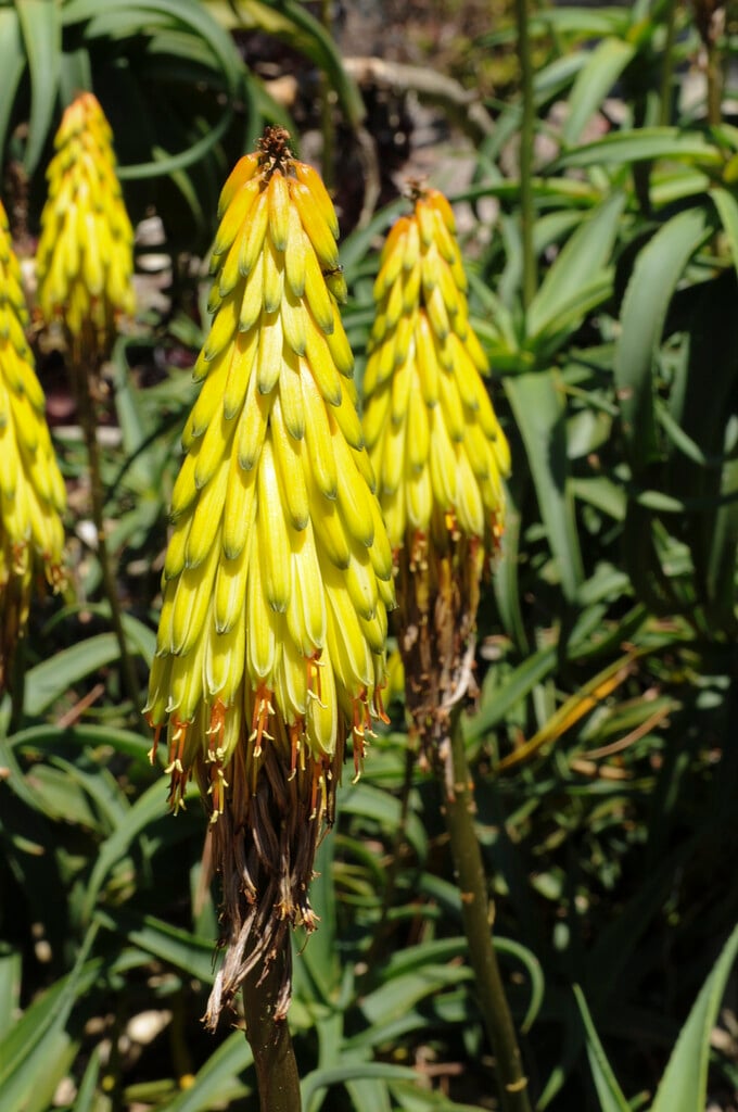 climbing aloe