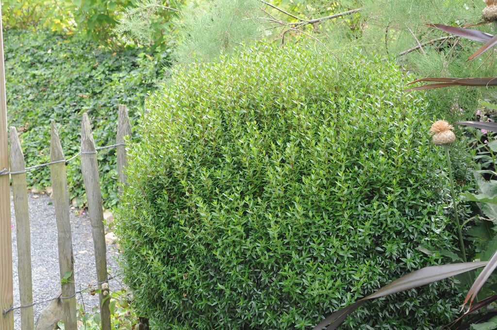 narrow-leaved mock privet