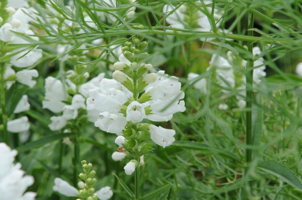 obedient plant 'Alba'