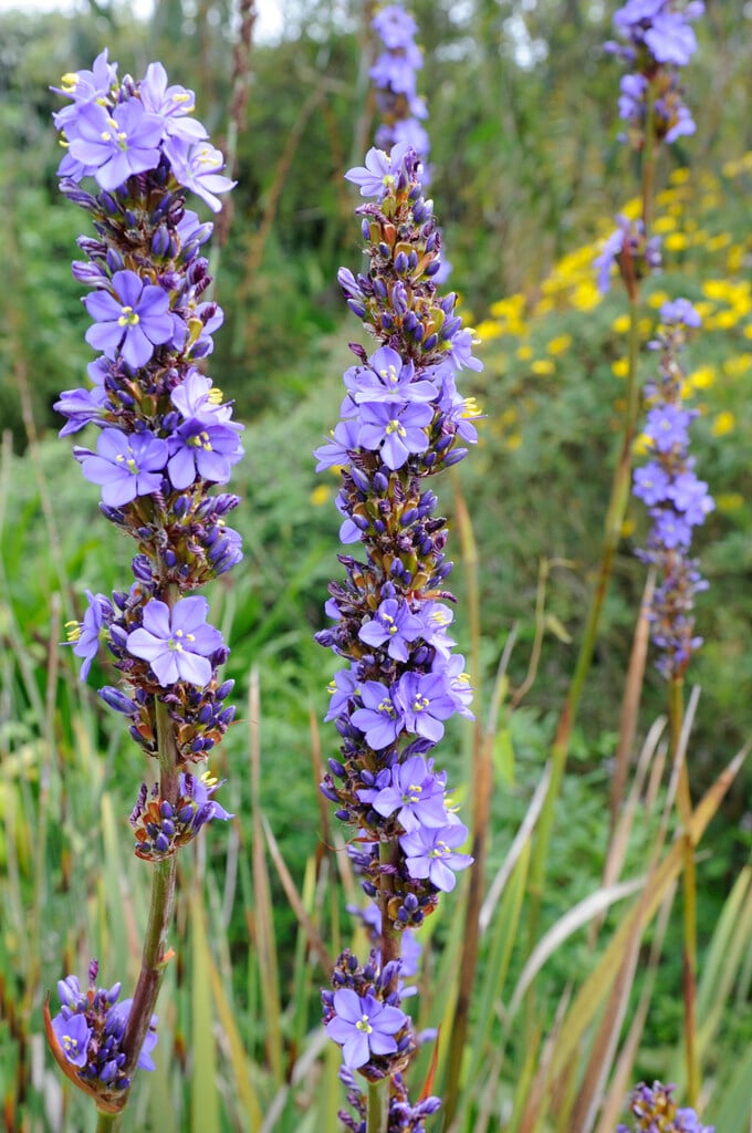 great blue flower-rod