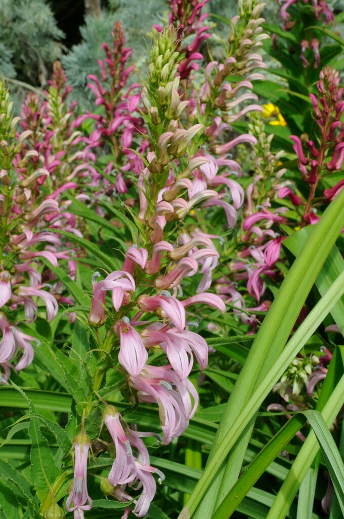 <em>Lobelia</em> <em>bridgesii</em>