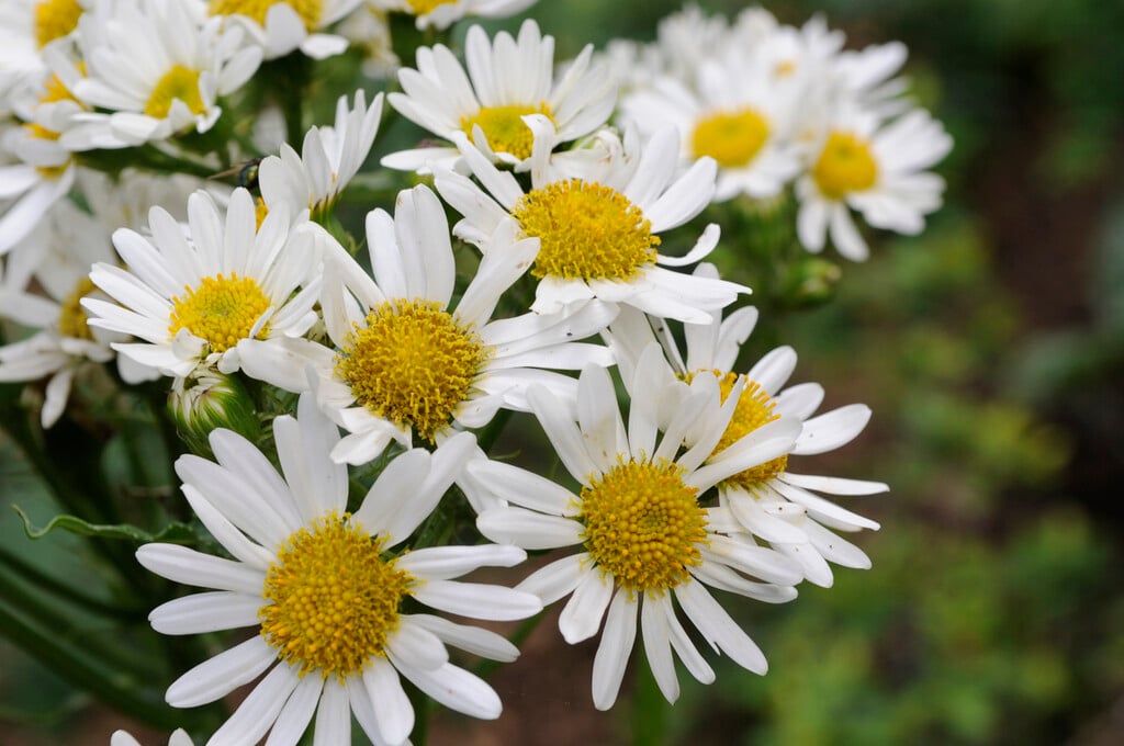 Magellan ragwort