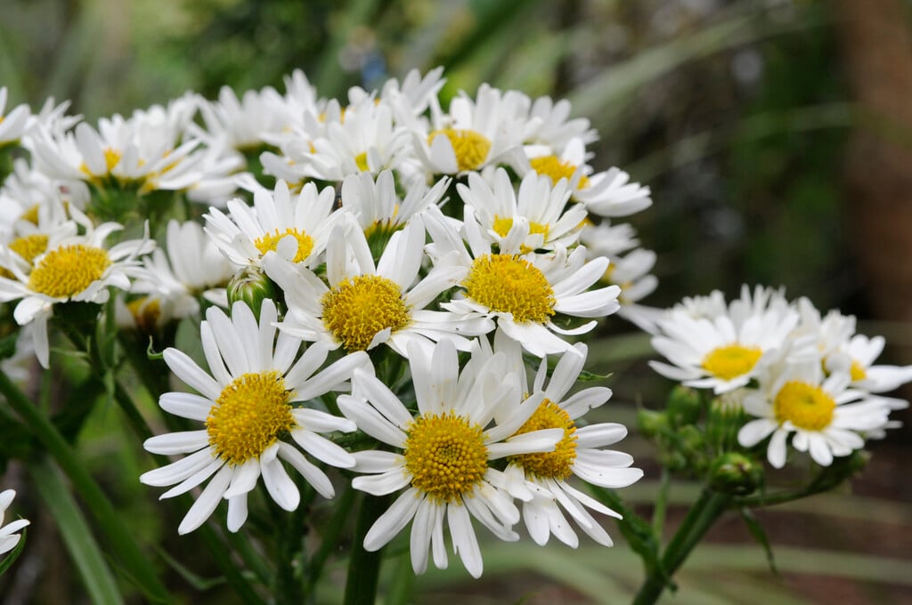 Magellan ragwort